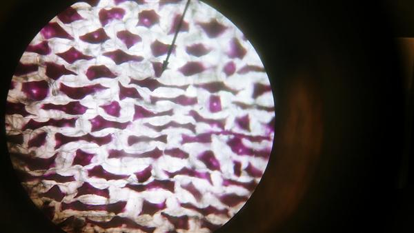 Red Onion Cell Saltwater image